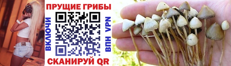 Псилоцибиновые грибы прущие грибы  KRAKEN онион  Новосибирск 